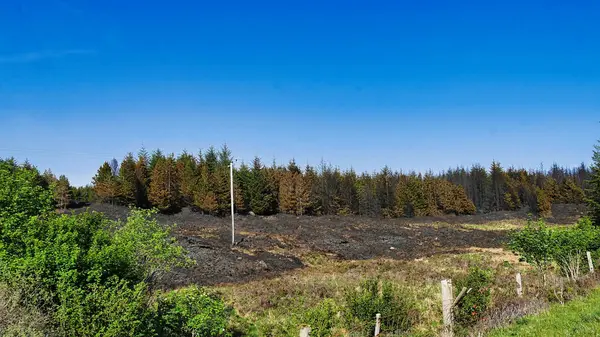yanık alanı ağaçlarda