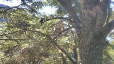 Ormanın güzel manzarası