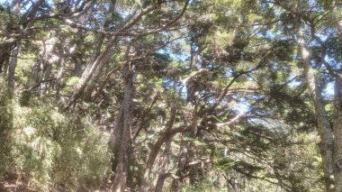 Yeşil çam ağacı ormanı, bitki örtüsü