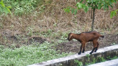 Küçük kahverengi at çimlerin üzerinde duruyor.