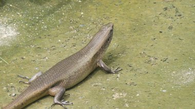 Bahçedeki kertenkeleyi kapat.