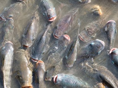 Balık pazarında taze alabalık.