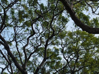 Parkta dallar ve ağaçlar