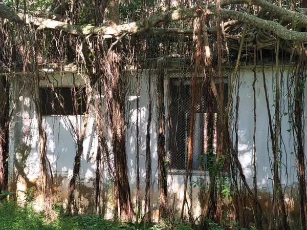 Ormandaki eski ahşap ev