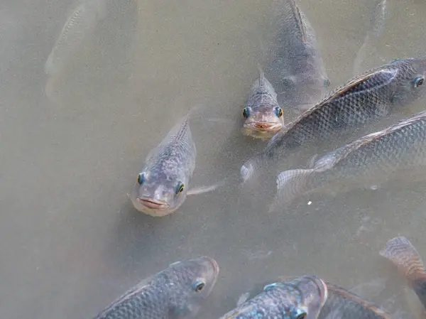 Gölette taze balıklar.