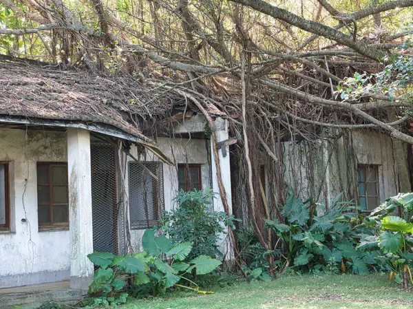 Ormandaki eski ahşap ev