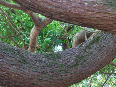Dalların ve ağaçların dokusu.