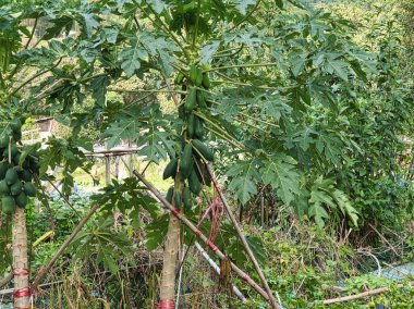 Bahçede yeşil muz ağacı