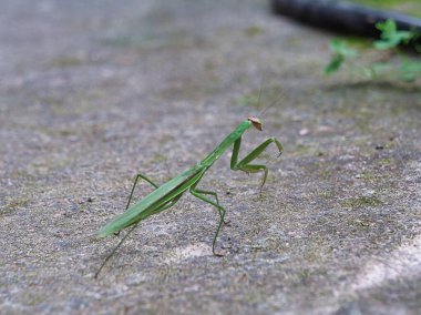 Çimlerde yeşil çekirge