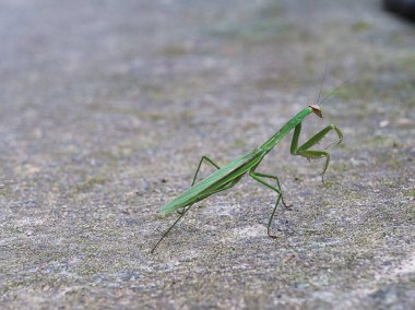 Peygamber devesine yakın dur.