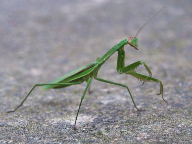 peygamber devesi üzerinde yaprak yeşil