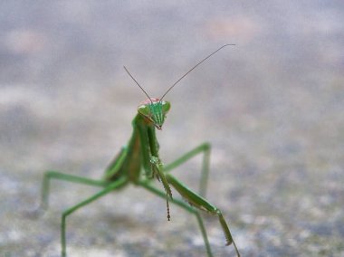 Yeşil yaprağın üzerindeki çekirgenin makro görüntüsü