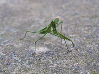 Yeşil bir çekirgenin yakın çekimi.