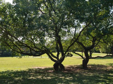 parkta yeşil yaprakları ile ağaçlar