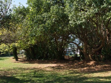 Parktaki güzel bir ağaç manzarası.