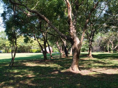 Güneşli bir günde parkta yeşil ağaçlar