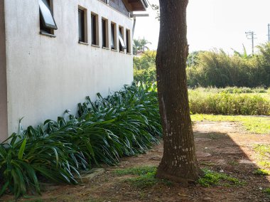 Bahçedeki yeşil çimenler