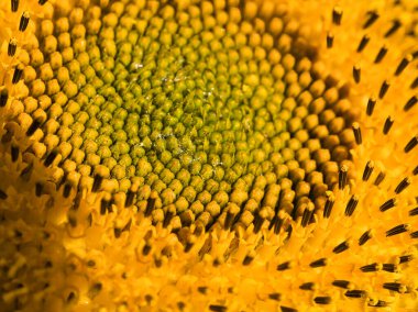 Çiçek tarlasında ayçekirdeği.