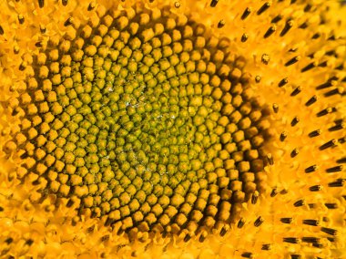 Ayçekirdeği kapatmak