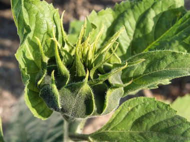 yeşil ayçiçeği tarlada