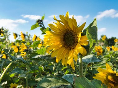 Bulutlu gökyüzüne karşı ayçiçeği tarlası