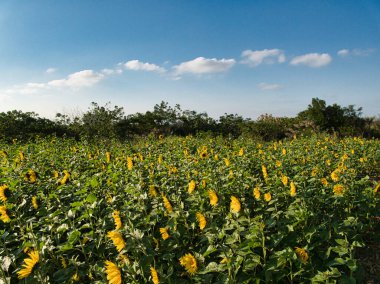 Ayçiçeği tarlası. tarım.
