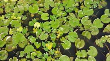 yeşil nilüfer yaprakları gölette