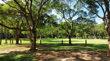 Parktaki güzel ağaçlar.