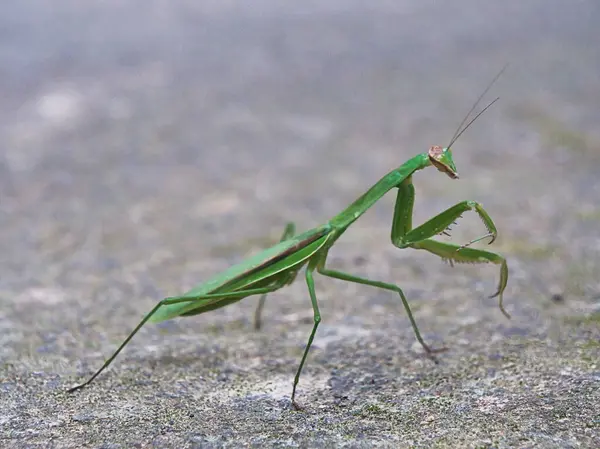 peygamber devesi üzerinde yaprak yeşil
