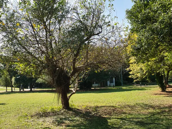 ağaçlar ile güzel park