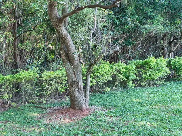 Tayland 'da ormandaki güzel yeşil ağaçlar