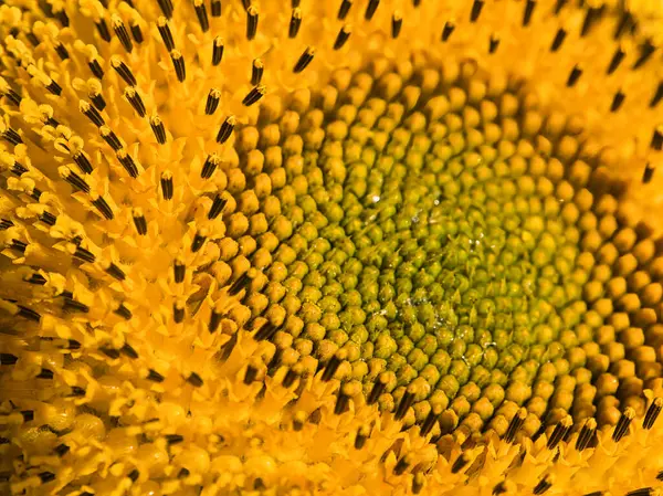 Ay çekirdeği makrosu. Yaklaş.