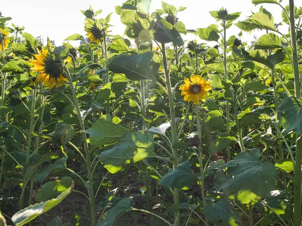 Yaz alan ayçiçeği