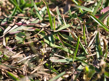 Yere çiğ damlaları damlayan yeşil çimenler