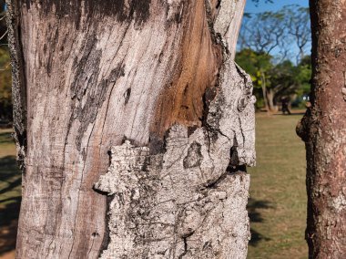 Ağaç gövdesi dokusu makroyu kapat