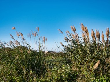 Arka planda bir nehir olan güzel bir manzara.