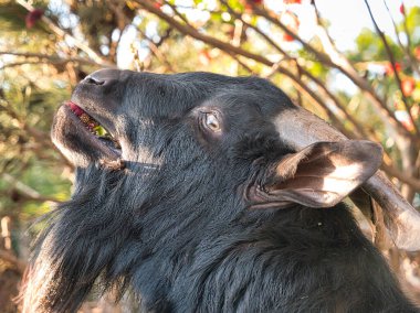 portre siyah bir Buffalo