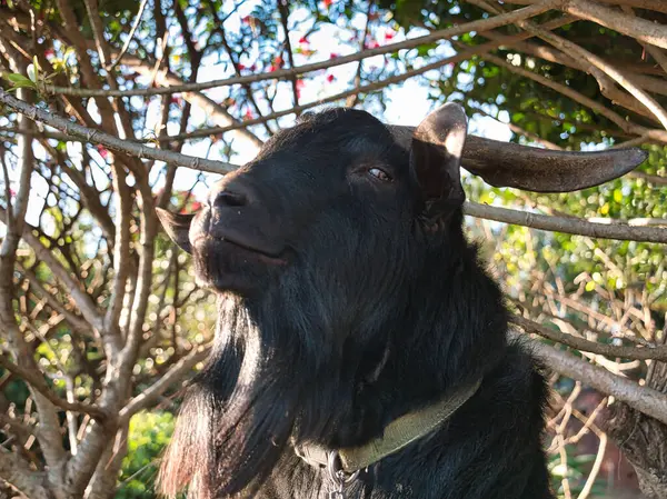 Çiftlikteki kara keçi