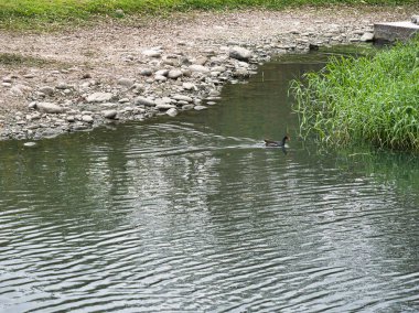 Küçük bir gölette küçük bir kuş