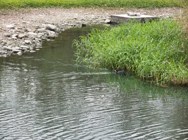Küçük bir gölet ve küçük bir kuş.