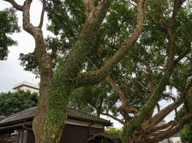 Bahçedeki yeşil ağaç