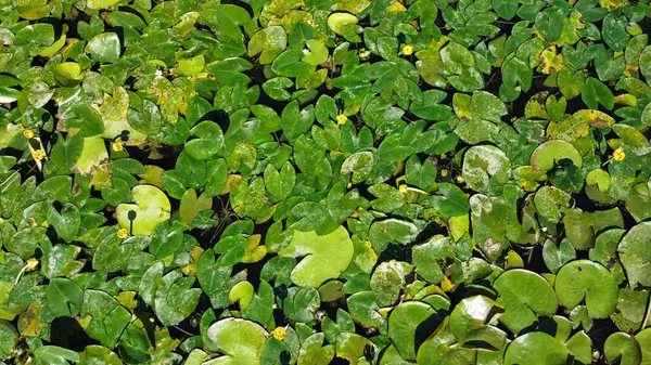 yeşil yapraklar arka plan, bitki örtüsü