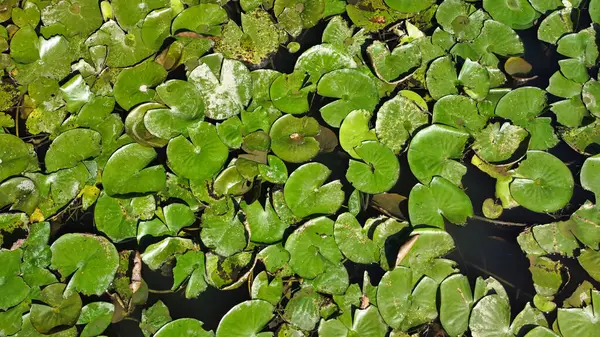 Suda yeşil yapraklar