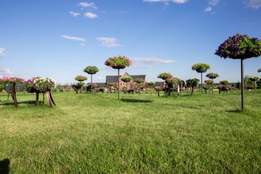 Geniş bir çiçek tarlası olan güzel bir manzara.