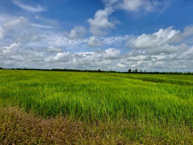 Yeşil pirinç tarlası arka planı 