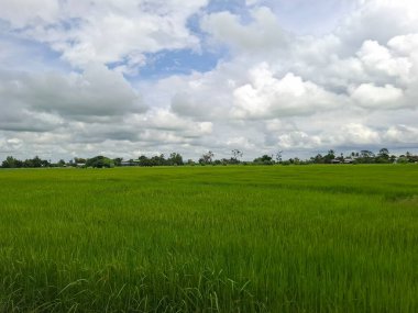 Tayland kırsalında pirinç tarlası 