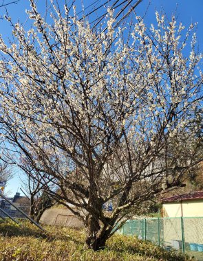 Kiraz ağaçları çiçek açıyor.
