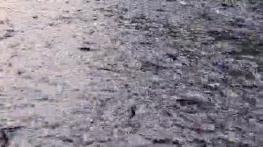 Birçok balık nehirde ya da kanalda yüzüyor ve besleniyor. Tayland 'da kanal