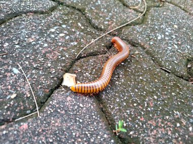 A Millipedes crawling on the ground, animal photo  clipart