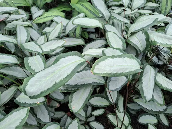 Calathea Picturata Argentea yaprakları
